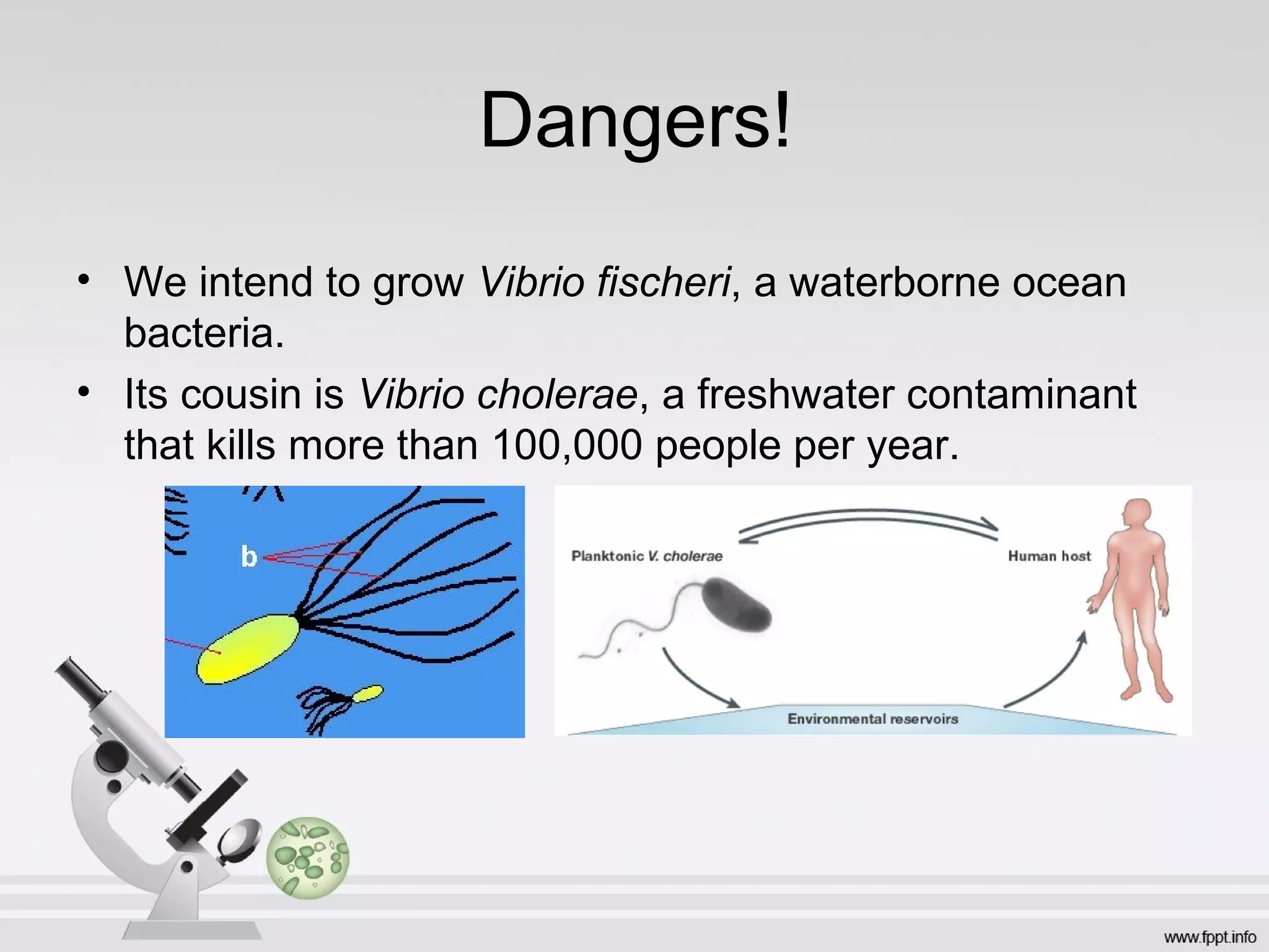 Dangers!
• We intend to grow Vibrio fischeri, a waterborne ocean
  bacteria.
• Its cousin is Vibrio cholerae, a freshwater contaminant
  that kills more than 100,000 people per year.
 
