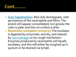  Grey hepatization: Red cells disintegrate, with
persistence of the neutrophils and fibrin.The
alveoli still appear consolidated, but grossly the
color is paler and the cut surface is drier.
 Resolution (complete recovery):The exudates
is digested by enzymatic activity, and cleared
by macrophages or by cough mechanism.
Enzymes produced by neutrophils will liquefy
exudates, and this will either be coughed up in
sputum or be drained via lymph.
 