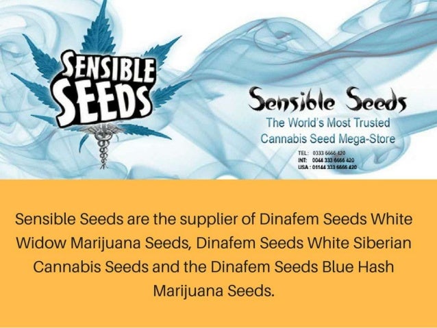 Dinafem Seed Bank Sensible Seeds