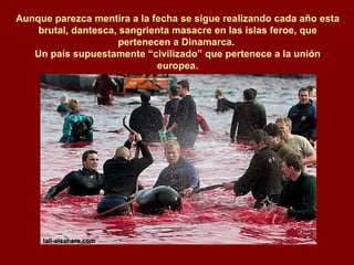 Aunque parezca mentira a la fecha se sigue realizando cada año esta brutal, dantesca, sangrienta masacre en las islas feroe, que pertenecen a Dinamarca.  Un país supuestamente “civilizado” que pertenece a la unión europea. 