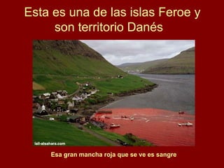 Esta es una de las islas Feroe y son territorio Danés   Esa gran mancha roja que se ve es sangre 