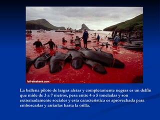 La ballena piloto de largas aletas y completamente negras es un delfín que mide de 3 a 7 metros, pesa entre 4 o 5 toneladas y son extremadamente sociales y esta característica es aprovechada para emboscarlas y arriarlas hasta la orilla. 