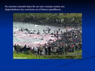 Su enorme tamaño lejos de ser una ventaja contra sus depredadores las convierte en el blanco predilecto. 