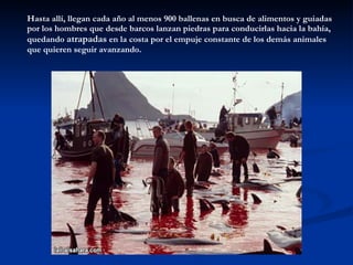 Hasta allí, llegan cada año al menos 900 ballenas en busca de alimentos y guiadas por los hombres que desde barcos lanzan piedras para conducirlas hacia la bahía, quedando  atrapadas  en la costa por el empuje constante de los demás animales que quieren seguir avanzando. 