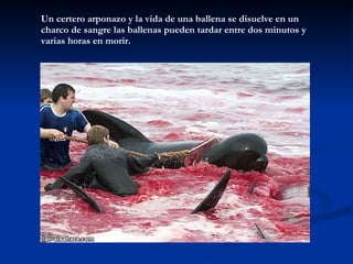 Un certero arponazo y la vida de una ballena se disuelve en un charco de sangre las ballenas pueden tardar entre dos minutos y varias horas en morir.  