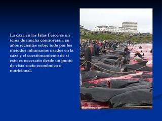 La caza en las Islas Feroe es un tema de mucha controversia en años recientes sobre todo por los métodos inhumanos usados en la caza y el cuestionamiento de si esto es necesario desde un punto de vista socio-económico o nutricional.  