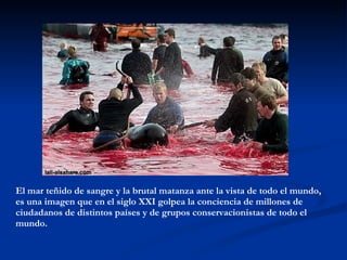 El mar teñido de sangre y la brutal matanza ante la vista de todo el mundo, es una imagen que en el siglo XXI golpea la conciencia de millones de ciudadanos de distintos países y de grupos conservacionistas de todo el mundo. 