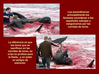 Los escandinavos principalmente los Daneses consideran a los españoles salvajes y sanguinarios por las corridas de toros. La diferencia es que los toros que se sacrifican en las corridas de toros, se crían ex profeso para la fiesta,  y no están en peligro de extinción  