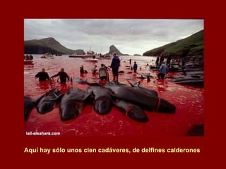 Aquí hay sólo unos cien cadáveres, de delfines calderones  