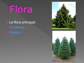  La flora principal:
 Coniferas –
 Abetos -
 