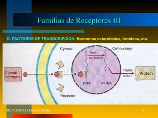 Familias de Receptores III DR. FAUSTO ZARUMA TORREZ D. FACTORES DE TRANSCRIPCION:  Hormonas esteroidales, tiroideas, etc. 