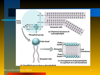 DR. FAUSTO ZARUMA TORREZ 