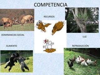 COMPETENCIA 
RECURSOS 
LUZ 
DOMINANCIAS SOCIAL 
ALIMENTO REPRODUCCIÓN 
 