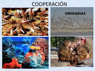 COOPERACIÓN 
GREGARIAS 
FAMILIAR 
FAMILIAR 
ESTATAL 
COLONIAL 
 