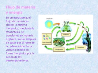 Flujo de materia 
y energía 
En un ecosistema, el 
flujo de materia es 
cíclico: la materia 
inorgánica, mediante la 
fotosíntesis, se 
transforma en materia 
orgánica, la cual después 
de pasar por el resto de 
la cadena alimentaria, 
vuelve al medio en 
forma inorgánica por la 
acción de los 
descomponedores. 
 