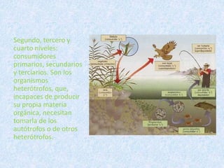 Segundo, tercero y 
cuarto niveles: 
consumidores 
primarios, secundarios 
y terciarios. Son los 
organismos 
heterótrofos, que, 
incapaces de producir 
su propia materia 
orgánica, necesitan 
tomarla de los 
autótrofos o de otros 
heterótrofos. 
 