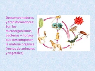 Descomponedores 
y transformadores: 
Son los 
microorganismos, 
bacterias y hongos 
que descomponen 
la materia orgánica 
(restos de animales 
y vegetales) 
 
