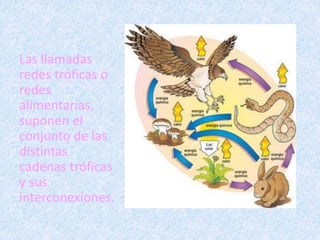 Las llamadas 
redes tróficas o 
redes 
alimentarias, 
suponen el 
conjunto de las 
distintas 
cadenas tróficas 
y sus 
interconexiones. 
 