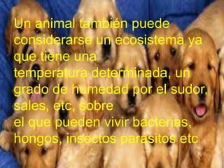 Un animal también puede 
considerarse un ecosistema ya 
que tiene una 
temperatura determinada, un 
grado de humedad por el sudor, 
sales, etc, sobre 
el que pueden vivir bacterias, 
hongos, insectos parásitos etc 
 