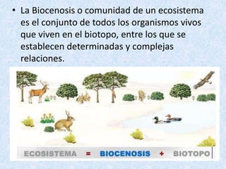 • La Biocenosis o comunidad de un ecosistema 
es el conjunto de todos los organismos vivos 
que viven en el biotopo, entre los que se 
establecen determinadas y complejas 
relaciones. 
 