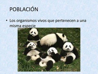 POBLACIÓN 
• Los organismos vivos que pertenecen a una 
misma especie 
 