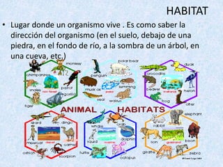HABITAT 
• Lugar donde un organismo vive . Es como saber la 
dirección del organismo (en el suelo, debajo de una 
piedra, en el fondo de río, a la sombra de un árbol, en 
una cueva, etc.) 
 