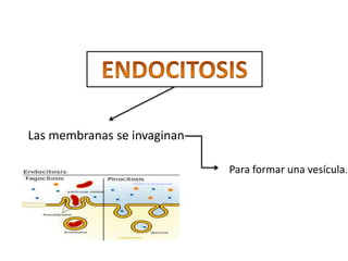 Las membranas se invaginan

                             Para formar una vesícula.
 