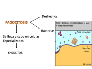 Deshechos.



                             Bacterias.
Se lleva a cabo en células
Especializadas


   FAGOCITOS.
 