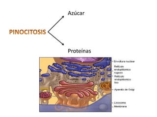 Azúcar




Proteínas
 