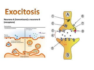 Neurona A (transmisora) a neurona B
(receptora)
 