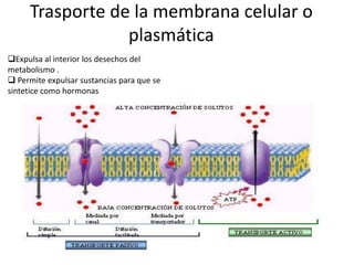 Trasporte de la membrana celular o
                 plasmática
Expulsa al interior los desechos del
metabolismo .
 Permite expulsar sustancias para que se
sintetice como hormonas
 
