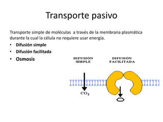 Transporte pasivo
Transporte simple de moléculas a través de la membrana plasmática
durante la cual la célula no requiere usar energía.
• Difusión simple
• Difusión facilitada
• Osmosis
 