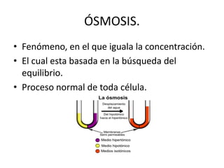 ÓSMOSIS.
• Fenómeno, en el que iguala la concentración.
• El cual esta basada en la búsqueda del
  equilibrio.
• Proceso normal de toda célula.
 