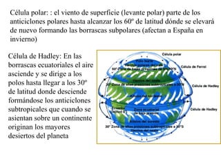 Célula polar: : el viento de superficie (levante polar) parte de los
anticiclones polares hasta alcanzar los 60º de latitu...