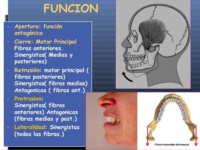 Dinamica mandibular