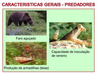 Faro aguçado
Produção de armadilhas (teias)
Capacidade de inoculação
de veneno
 