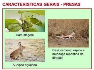 Camuflagem
Deslocamento rápido e
mudança repentina de
direção
Audição aguçada
 