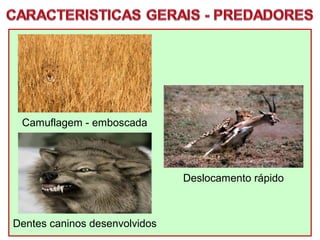 Camuflagem - emboscada
Deslocamento rápido
Dentes caninos desenvolvidos
 