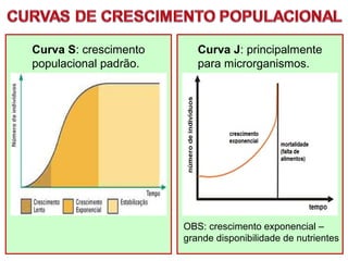 Curva S: crescimento
populacional padrão.
Curva J: principalmente
para microrganismos.
OBS: crescimento exponencial –
grande disponibilidade de nutrientes
 