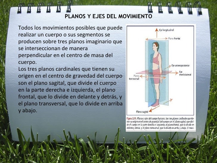 PLANOS Y EJES DEL MOVIMIENTO <ul><li>Todos los movimientos posibles que puede realizar un cuerpo o sus segmentos se produc...