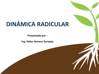 DINÁMICA RADICULAR
Presentado por :
Ing. Helen Herrera Terrazas
 