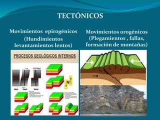 TECTÓNICOS 
Movimientos epirogénicos 
(Hundimientos 
levantamientos lentos) 
Movimientos orogénicos 
(Plegamientos , fallas, 
formación de montañas) 
 