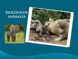 BIOLÓGICOS 
ANIMALES 
 