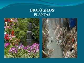 BIOLÓGICOS
PLANTAS