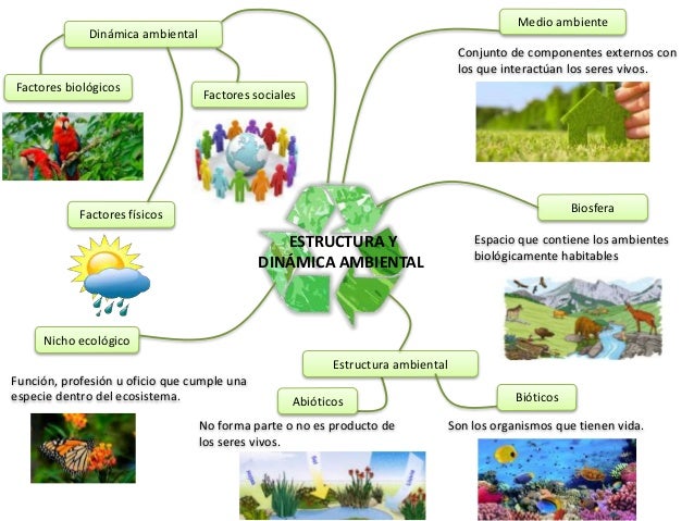 Estructura y dinamica ambiental