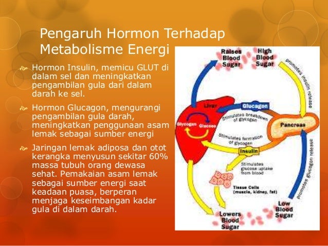 Dinamika sumber energi dan zat gizi dalam tubuh