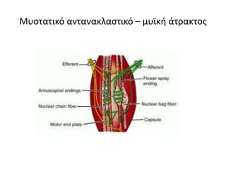 Μυοτατικό αντανακλαστικό – μυϊκή άτρακτος 