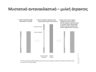 Μυοτατικό αντανακλαστικό – μυϊκή άτρακτος 