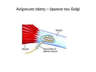Ανίχνευση τάσης – όργανα του Golgi