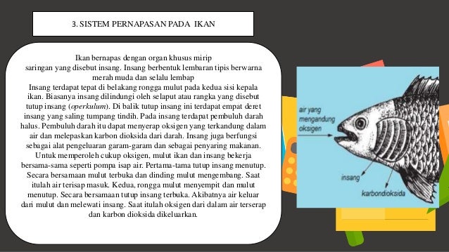 Memahami Organ Pernapasan Dan Fungsinya Pada Hewan Dan Manusia Serta